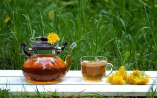 Корень одуванчика для похудения — польза, как заваривать чай