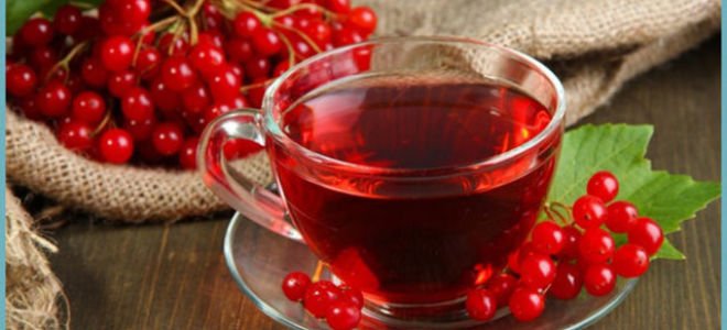 Настойка из калины — рецепты на водке, на спирту, свойства