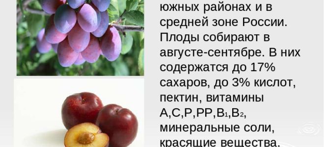 Витамины в черносливе