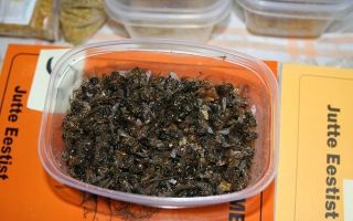 Пчелиный подмор: от чего помогает, польза и вред, применение