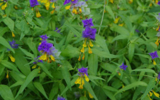 Иван-да-марья: фото цветка с описанием, лечебные свойства