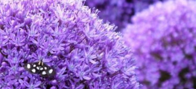 Анзур — описание, полезные свойства, рецепты применения