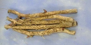 Аралия маньчжурская — лечебные свойства и противопоказания