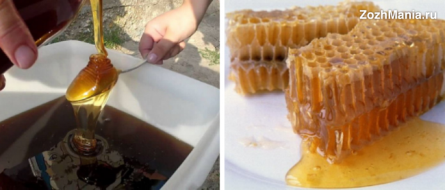 Алтайский горный мед: полезные свойства и противопоказания