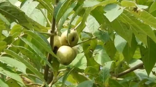 Маньчжурский орех: описание растения, лечебные свойства, применение и противопоказания