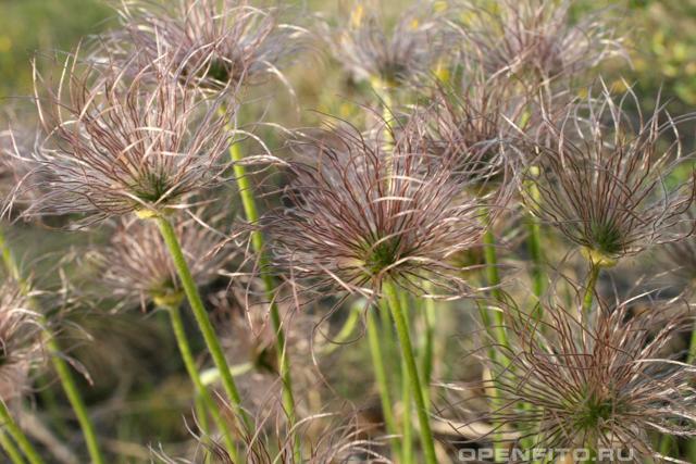 Сон трава — описание, где растет, применение и противопоказания