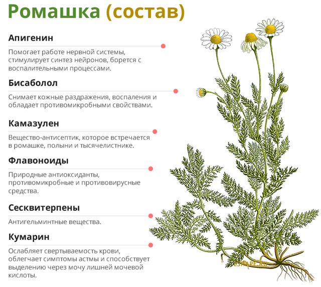 Ромашка — свойства, польза, вред, как применять женщинам