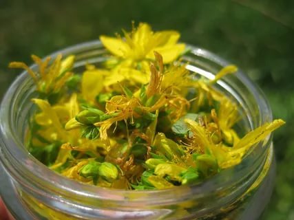 Трава володушка золотистая — лечебные свойства противопоказания применение