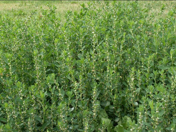 Спорыш — лечебные свойства и противопоказания травы