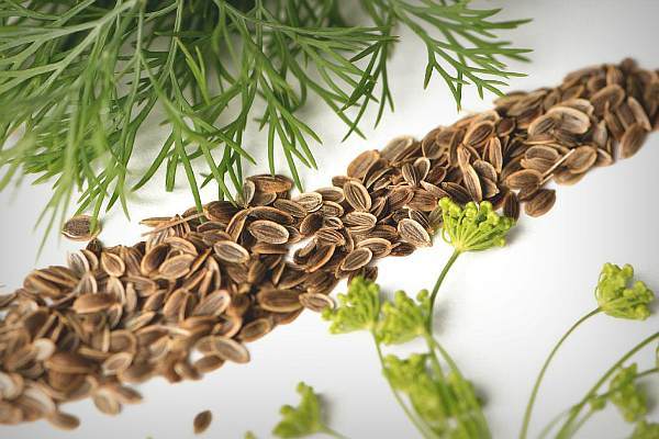 Укропное семя — лечебные свойства и противопоказания