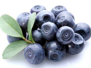 Черника — полезные свойства и противопоказания листьев и ягод