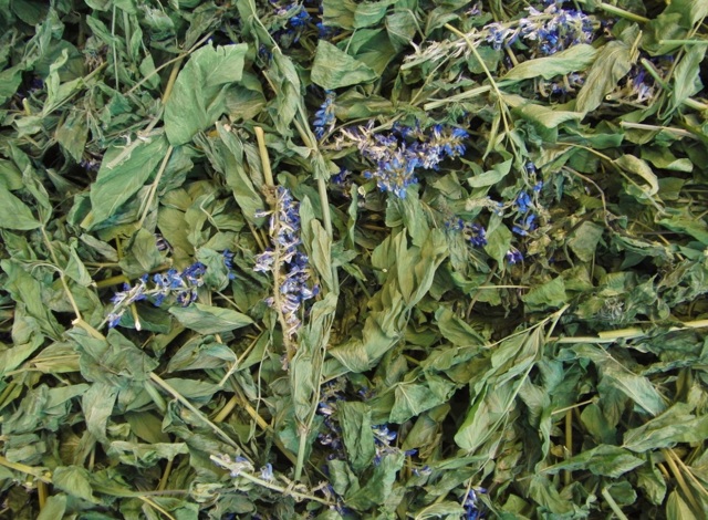 Галега — лечебные свойства травы и противопоказания