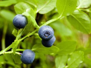 Черника — полезные свойства и противопоказания листьев и ягод