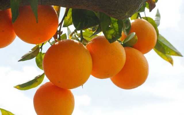 Апельсин — калорийность, польза, вред, состав
