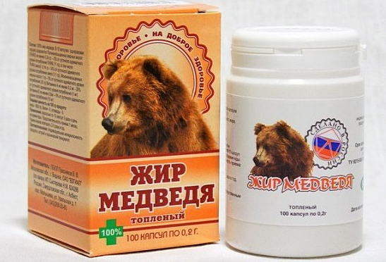 Медвежий жир — лечебные свойства и противопоказания