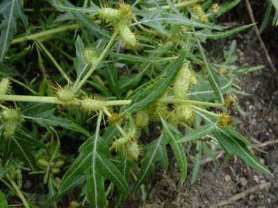 Дурнишник (трава) — лечебные свойства и противопоказания, как принимать