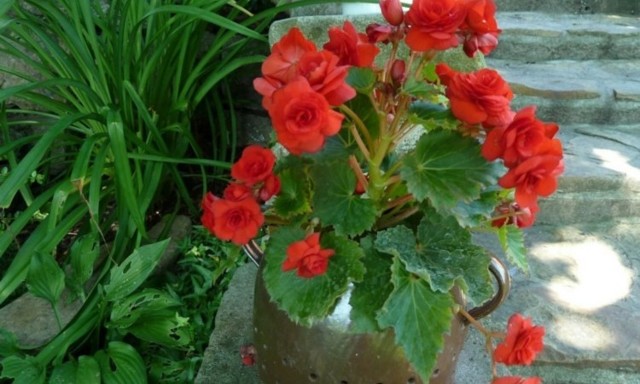 Иван-да-марья: фото цветка с описанием, лечебные свойства
