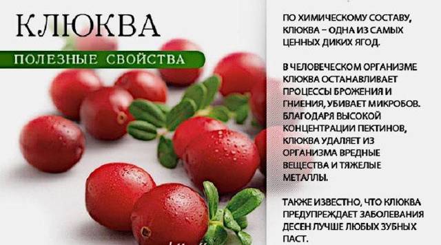 Клюква — полезные свойства и противопоказания для женщин