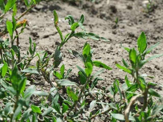 Спорыш — лечебные свойства и противопоказания травы