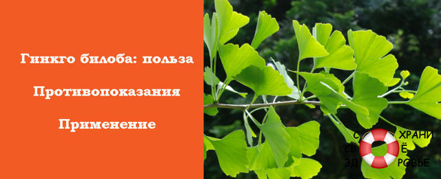 Гинкго билоба: применение, польза и противопоказания