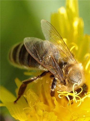 Пчелиный подмор: от чего помогает, польза и вред, применение