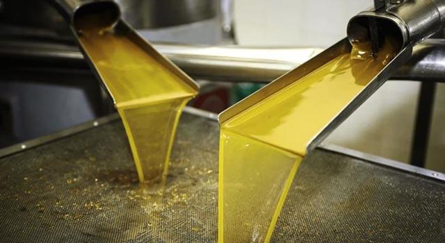 Рапсовое масло — вред и польза, в кулинарии, как применять