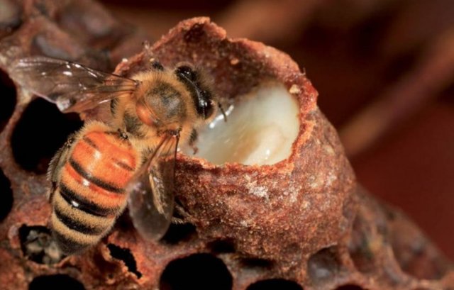 Маточное пчелиное молочко — свойства, применение