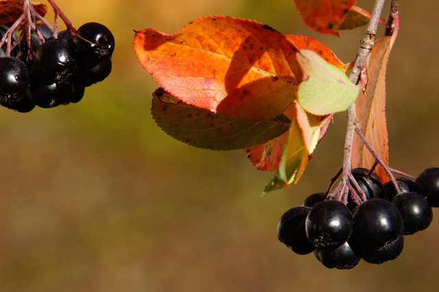 Ягоды аронии черноплодной: фото, польза и вред, состав