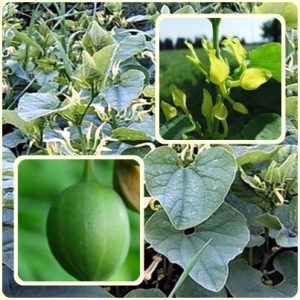 Кирказон — лечебные свойства, описание растения и применение