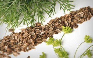 Укропное семя — лечебные свойства и противопоказания