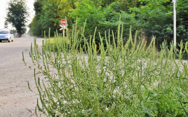 Амброзия — описание растения, полезные свойства, вред цветущей
