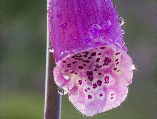 Наперстянка пурпурная — описание, применение, противопоказания