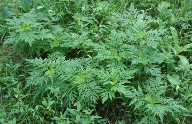 Амброзия — описание растения, полезные свойства, вред цветущей
