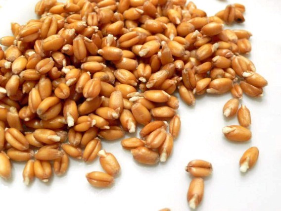 Пророщенная пшеница — польза, вред, как употреблять