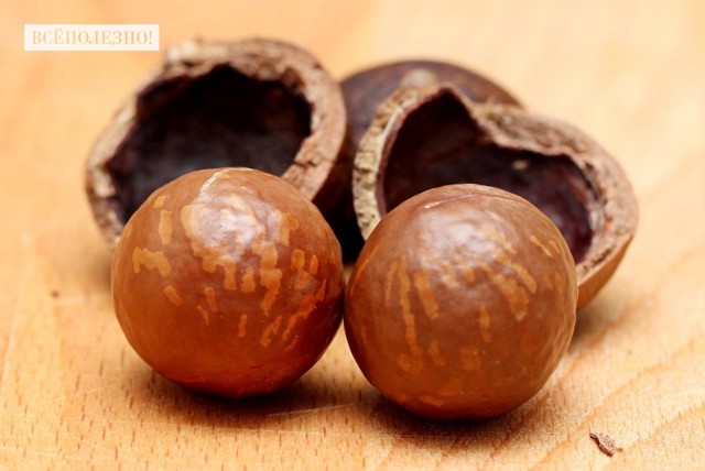 Орех макадамия — полезные свойства, состав, противопоказания