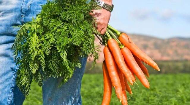 Ботва моркови - полезные свойства и противопоказания, как применять
