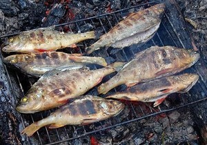 Голец — описание рыбы, польза, вред, как приготовить