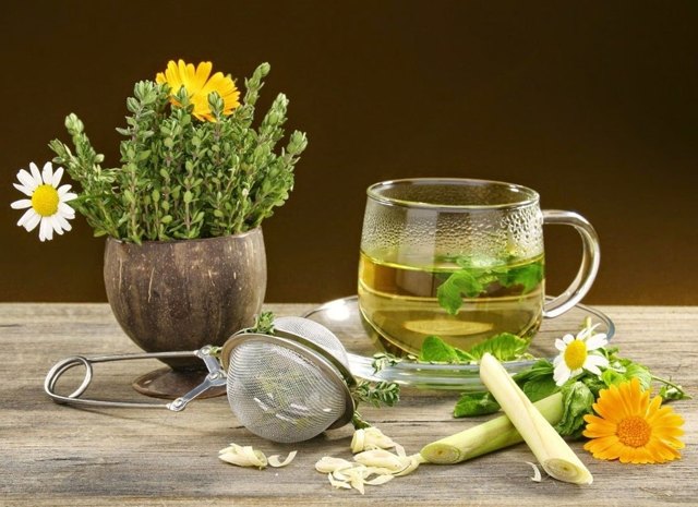Курильский чай — свойства и противопоказания, применение и состав