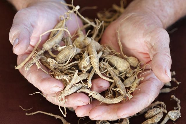 Женьшень — применение травы и корня, свойства, польза и вред