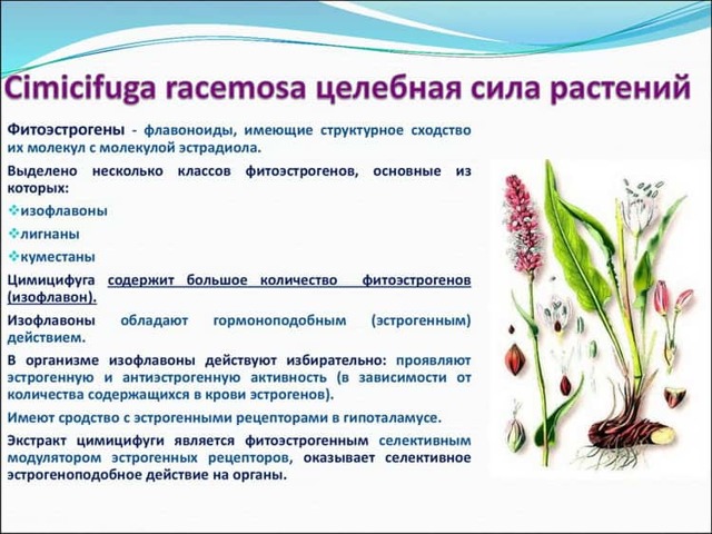 Растение цимицифуга — полезные свойства, противопоказания