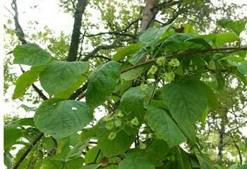 Кирказон — лечебные свойства, описание растения и применение