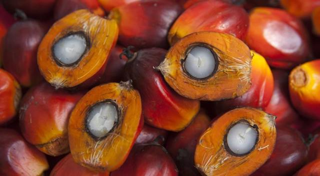 Пальмовое масло — польза и вред, рецепты