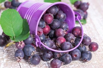 Ирга — полезные свойства, противопоказания, что готовят из ягод