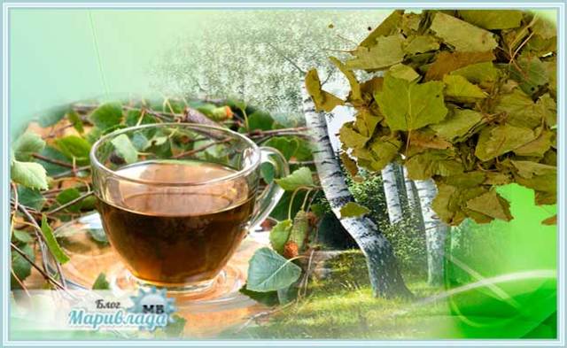 Березовые листья — лечебные свойства и противопоказания