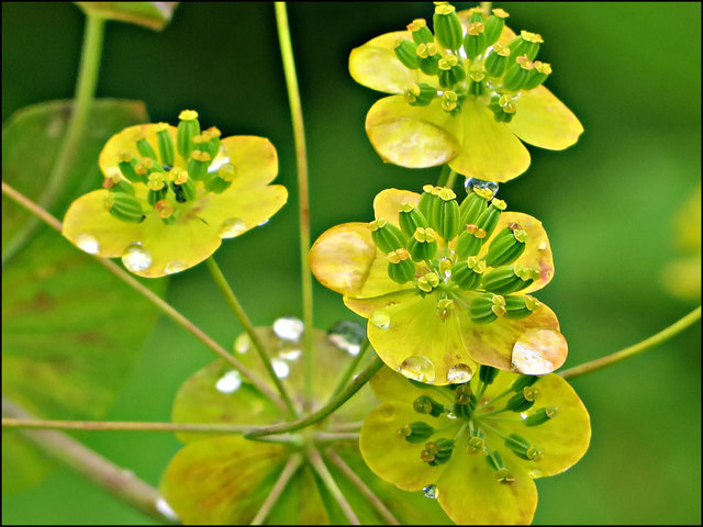 Трава володушка золотистая — лечебные свойства противопоказания применение