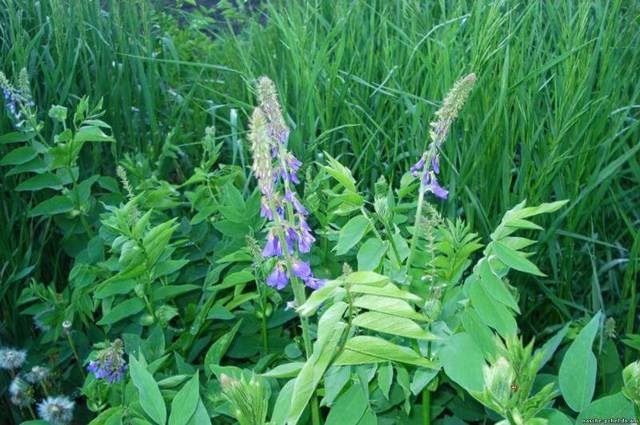 Галега — лечебные свойства травы и противопоказания