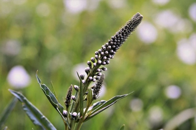Растение цимицифуга — полезные свойства, противопоказания