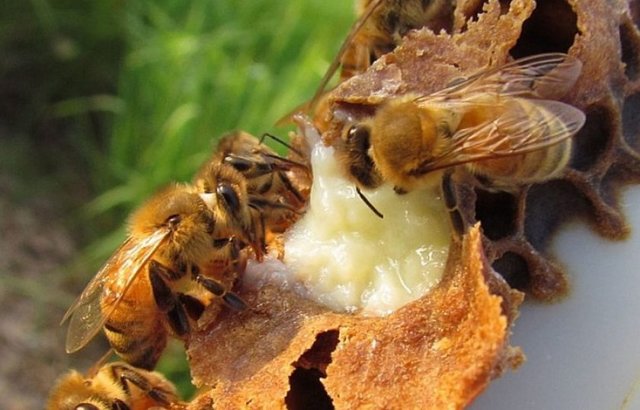 Маточное пчелиное молочко — свойства, применение